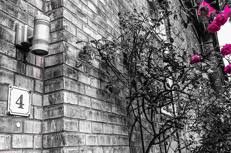 Eingang Zentrum Gender & Diversity
Hauswand mit Rosenbusch und Hausnummer 4