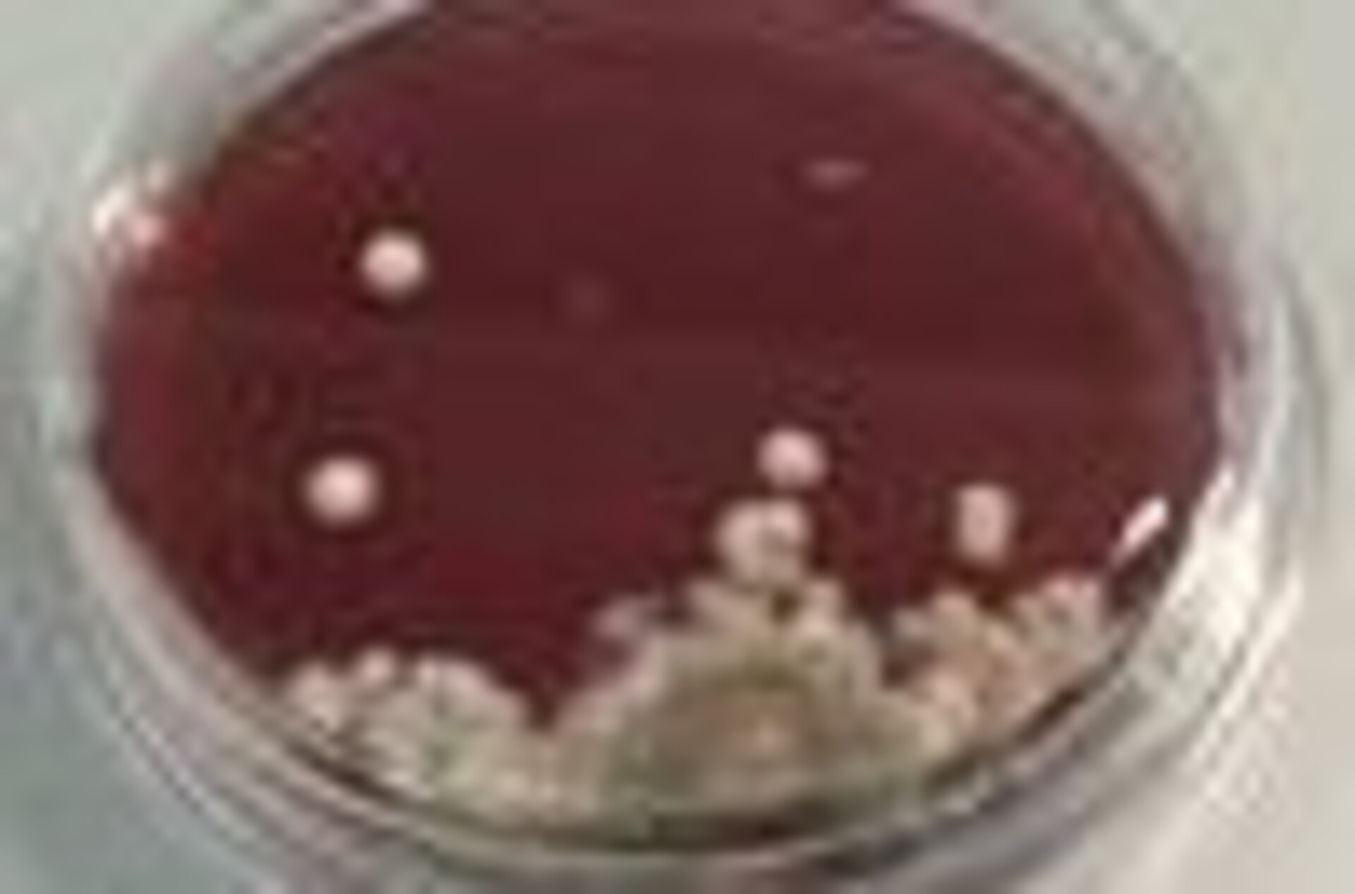 
                                                Lebensmittelmikrobiologie Labor 
                                            